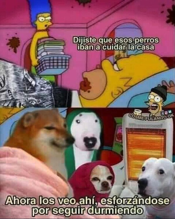 perros,casa,cuidar,dormir