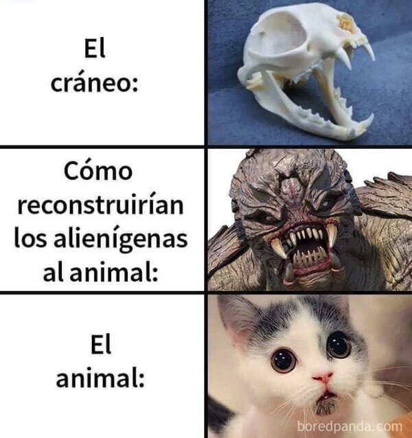 CC_2817837_3cbcb86015e644c99e0d9e7bdcd7a3a6_meme_otros_cuando_tu_craneo_no_te_hace_justicia.jpg