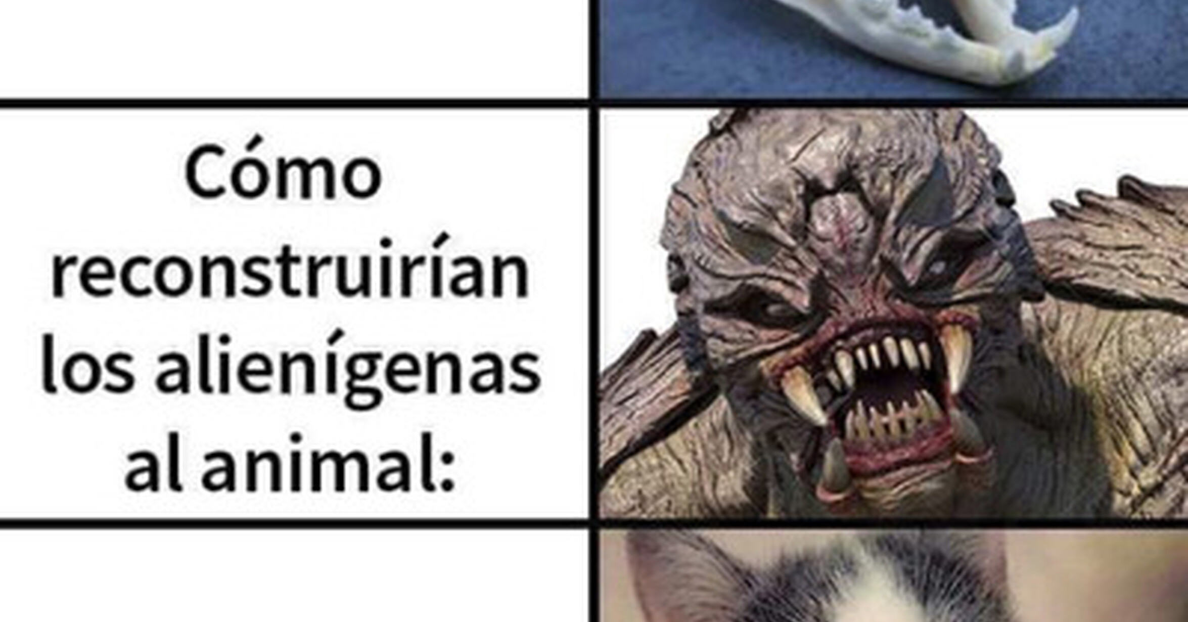 Cuando tu cráneo no te hace justicia