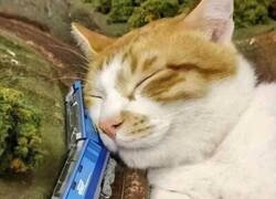 Enlace a Adorable accidente