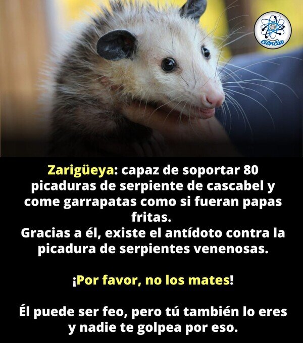 animal,matar,feo,zarigüeya