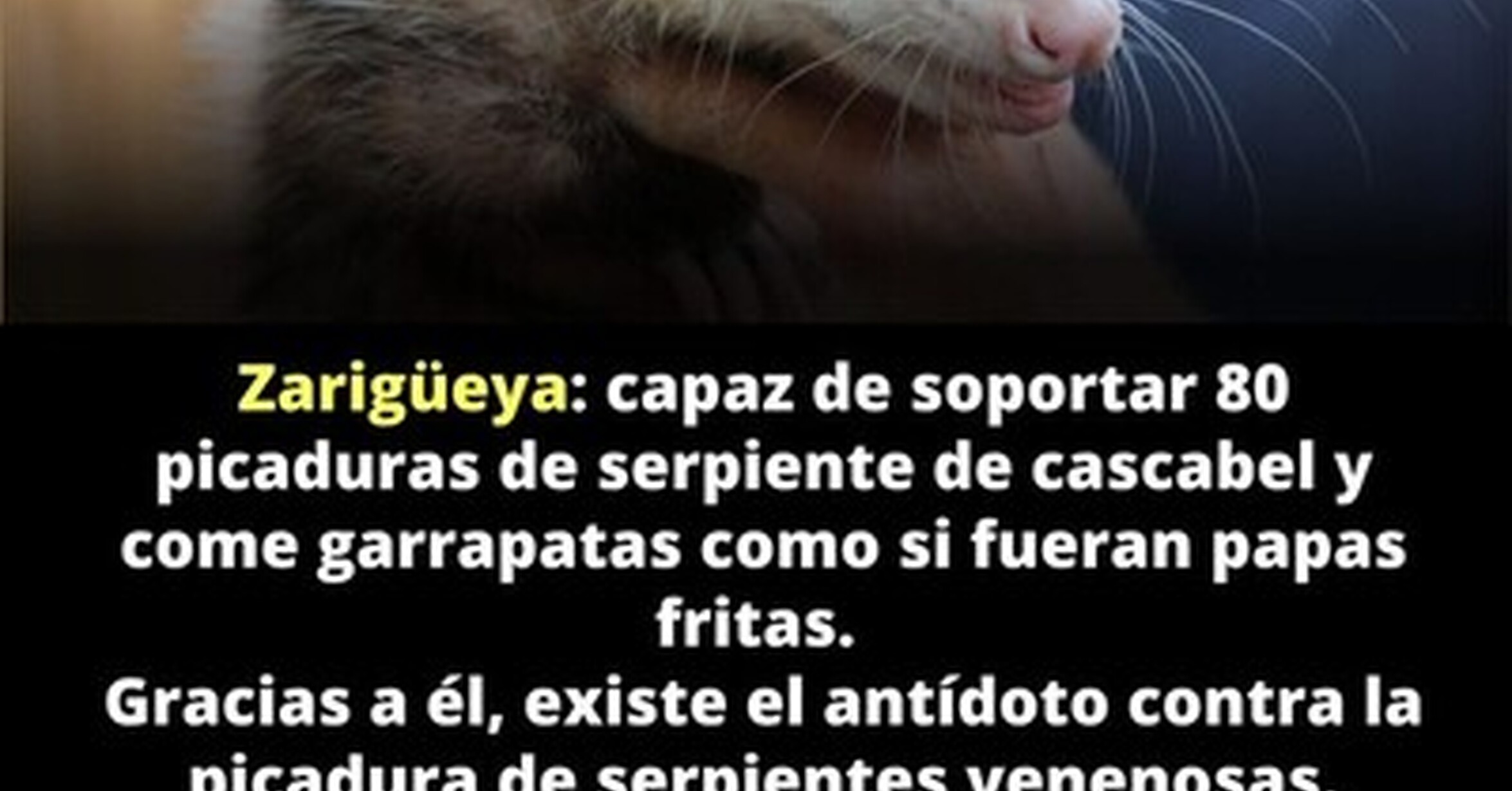 Un respeto para las zarigüeyas