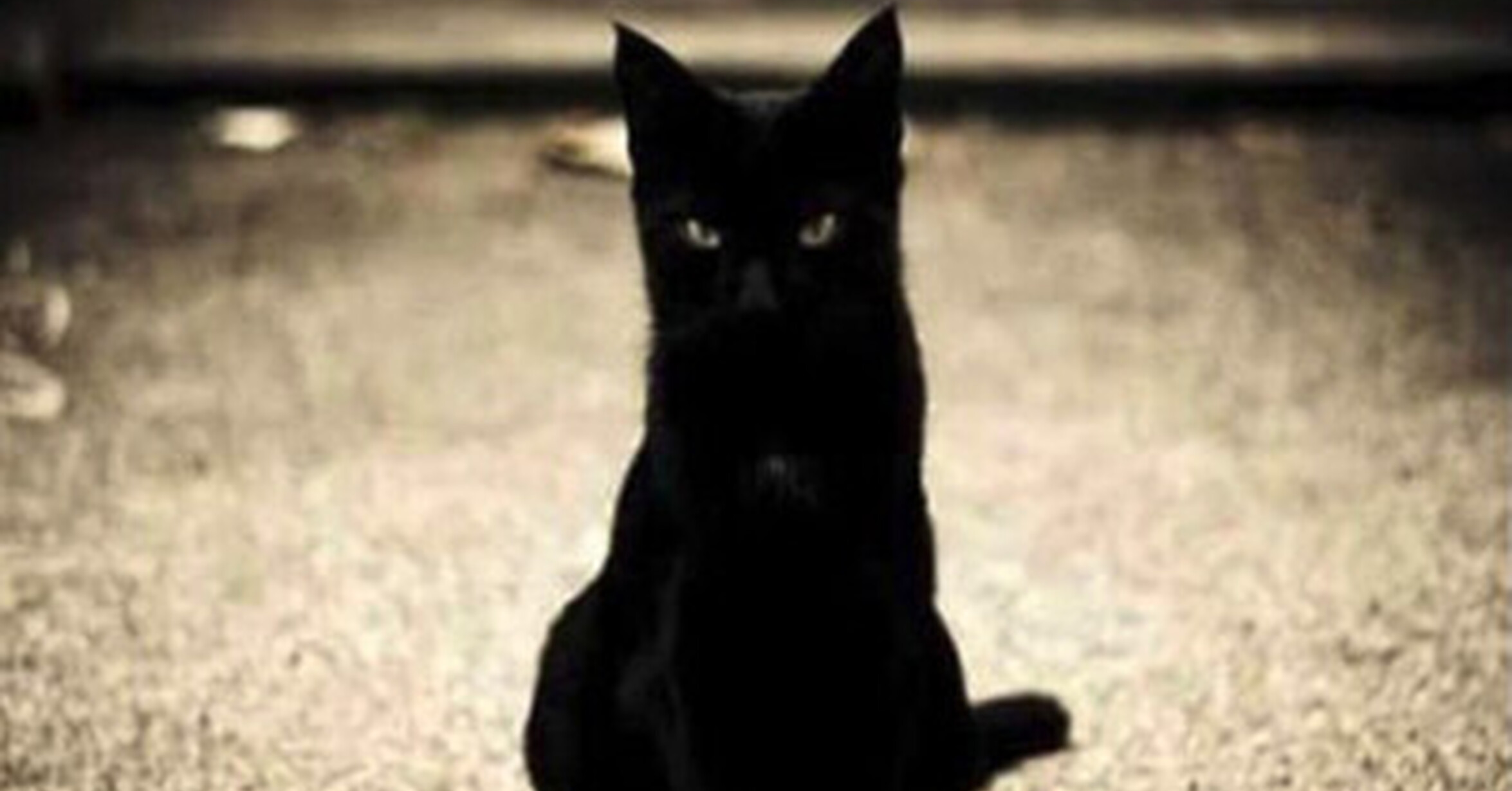 No le eches la culpa al gato