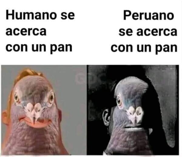 paloma,humano,peruano,pan
