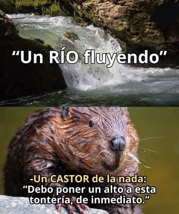 Meme_otros - No puede permitirlo