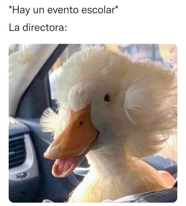 Meme_otros - Peinado de eventos