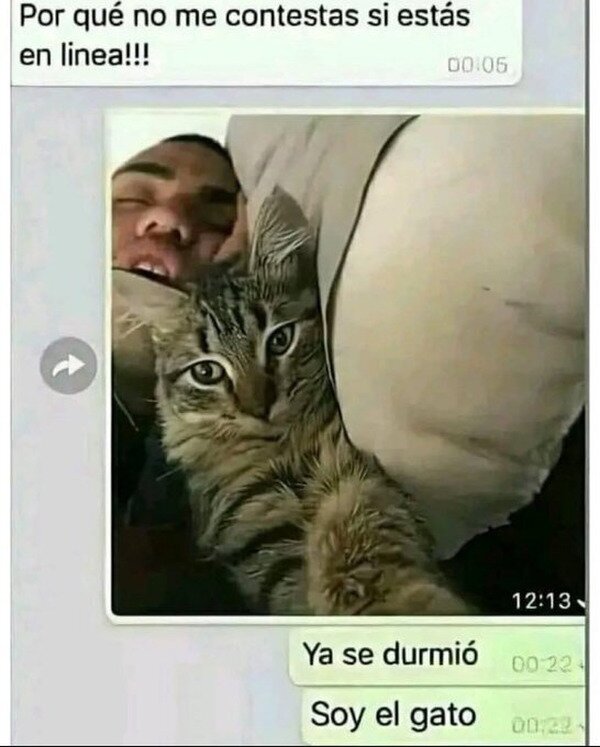 gato,responder,whatsapp