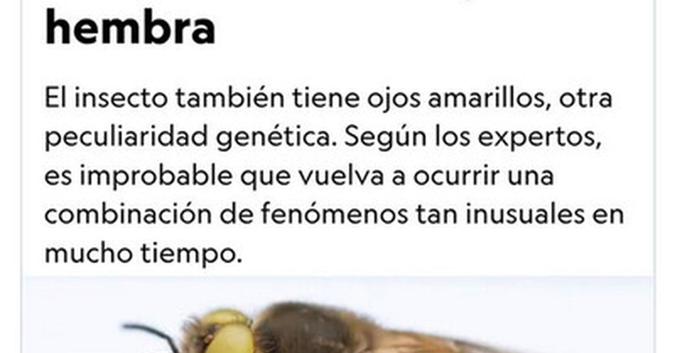 Beesexual