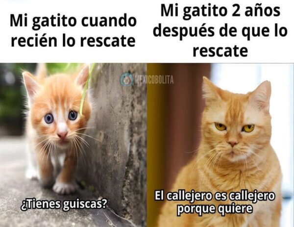 gato,calle,rescatar
