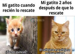 Enlace a Mi gatito ha crecido