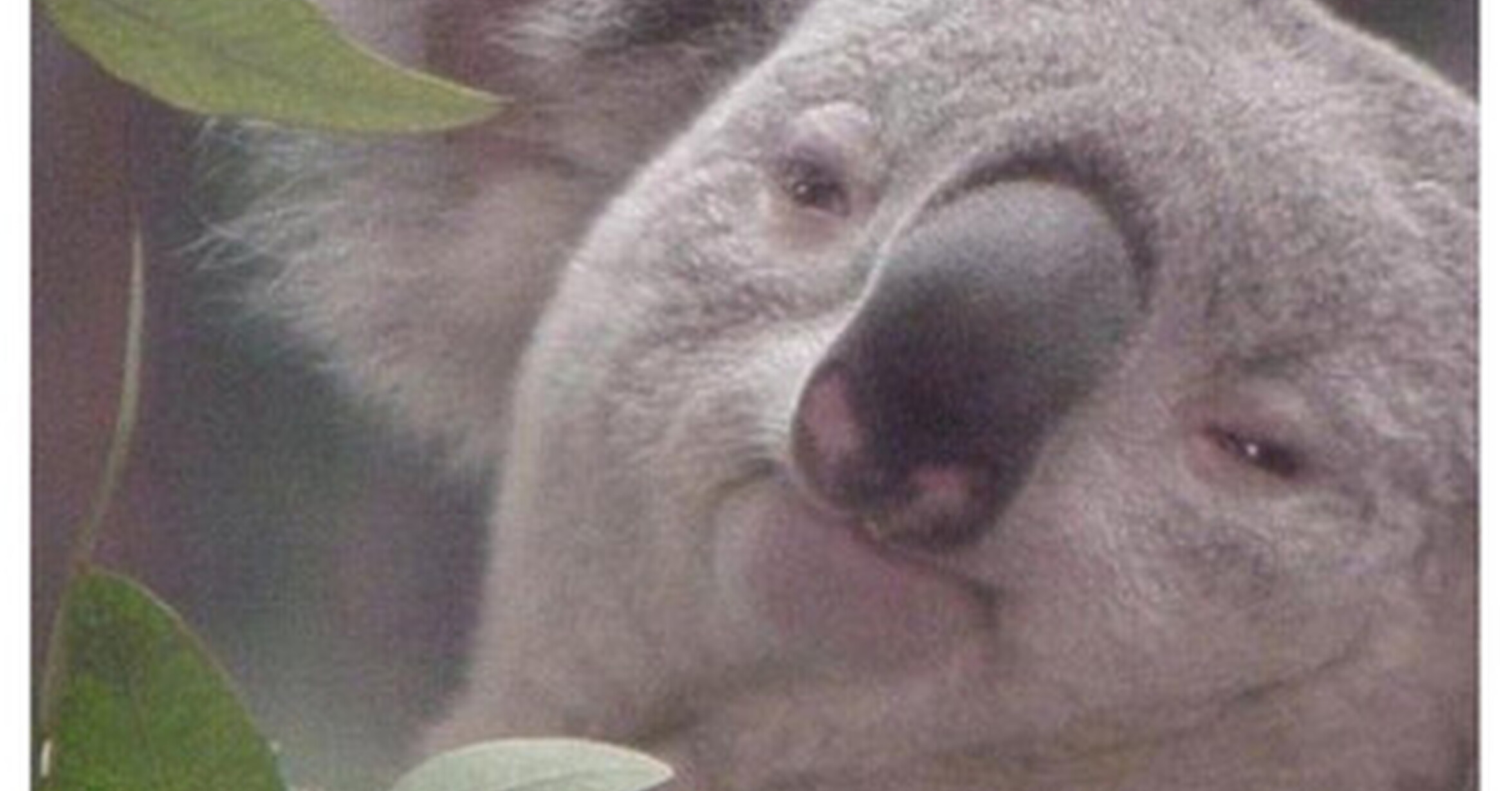 Este koala está en todo lo alto