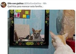 Enlace a Gato reflexivo