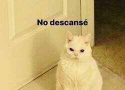 Enlace a Yo levantándome todas las mañanas