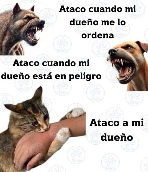 perros,gatos,dueño,atacar
