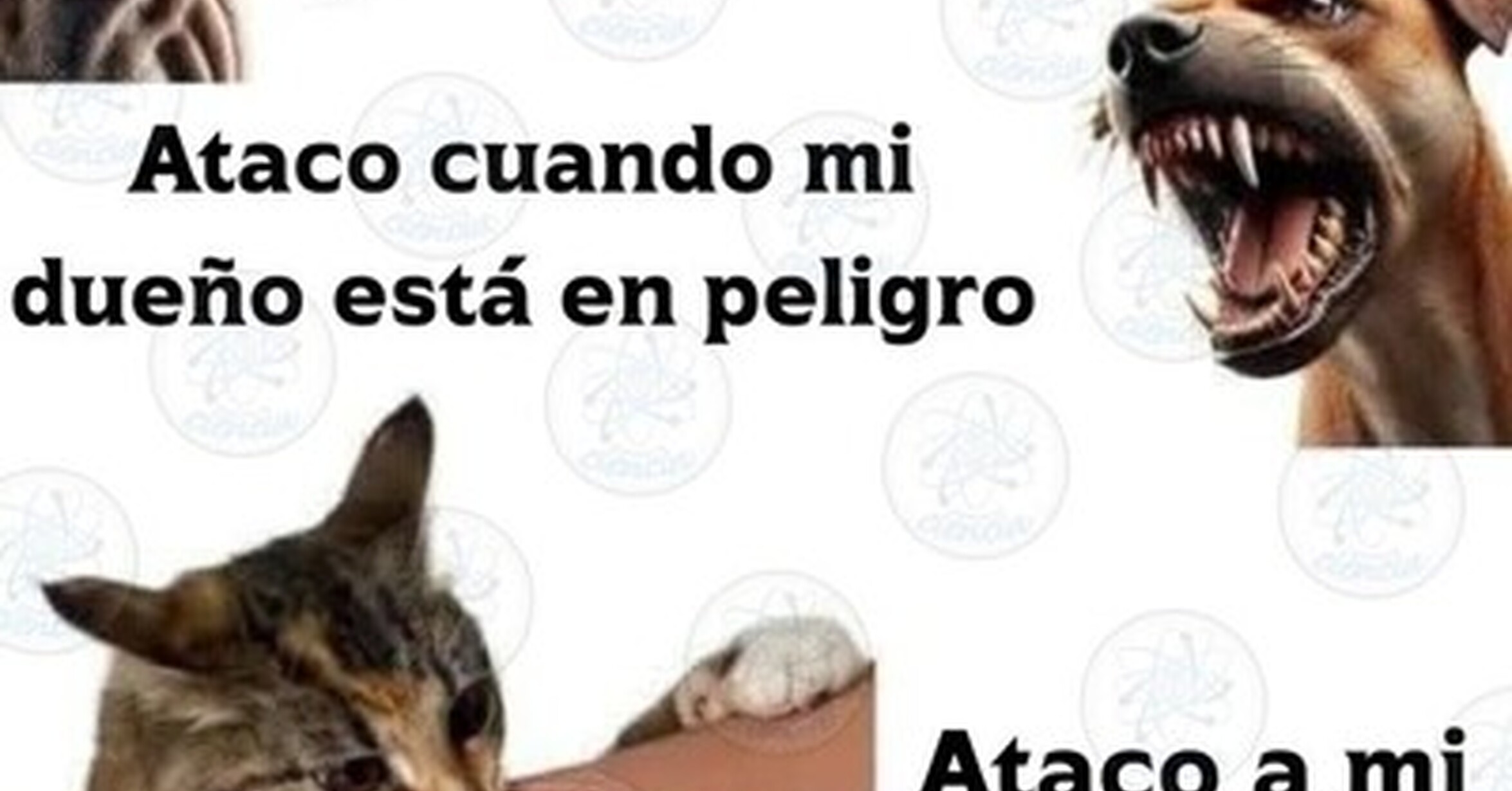 Los gatos son diferentes