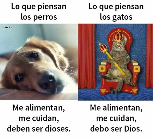 Meme_otros - Lo que tu mascota piensa