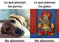 Enlace a Lo que tu mascota piensa