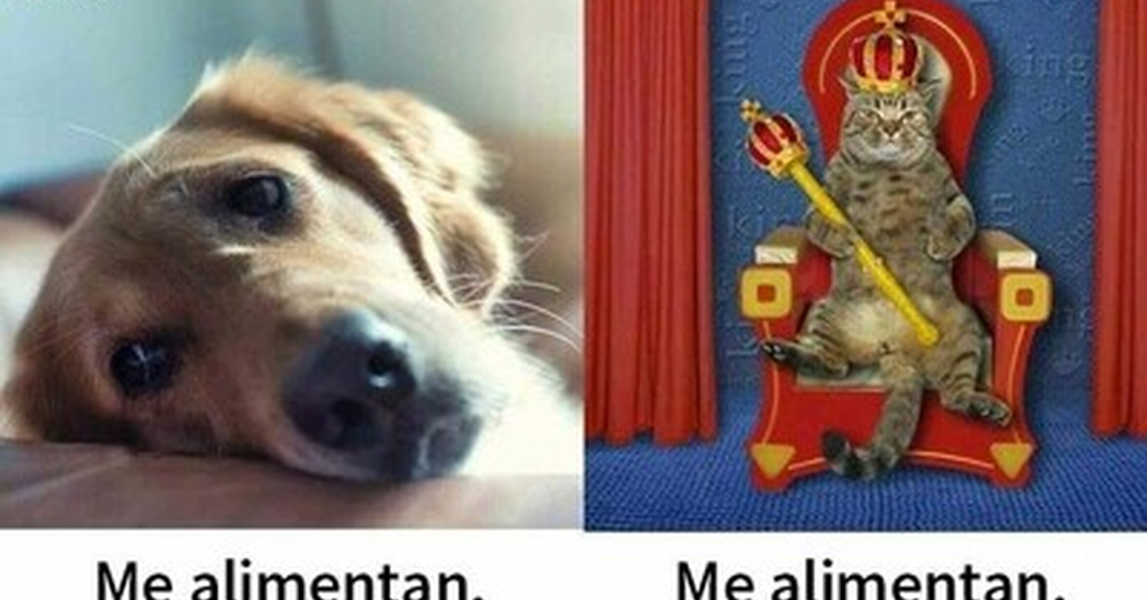Lo que tu mascota piensa