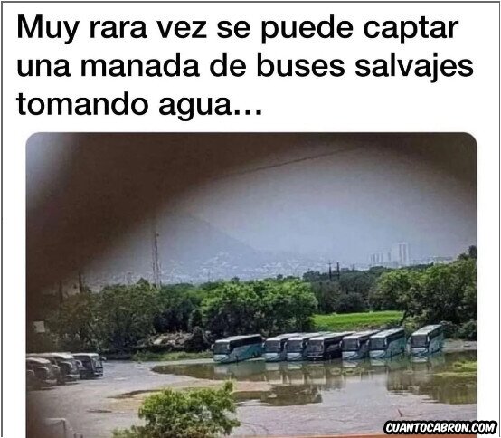 Allthethings - Buses salvajes