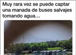 Enlace a Buses salvajes
