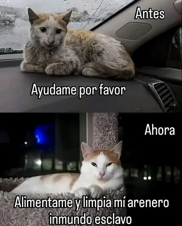 Meme_otros - Se me ha subido a la chepa