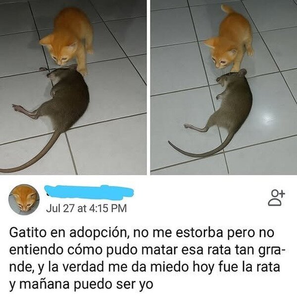 Meme_otros - Mañana puedo ser yo