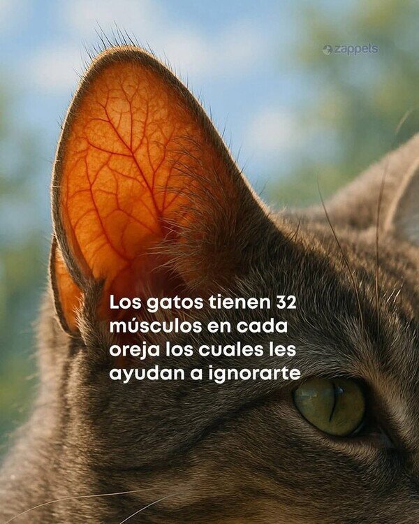 Meme_otros - 32 músculos ocupados en la misma función