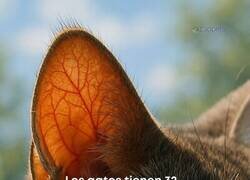 Enlace a 32 músculos ocupados en la misma función