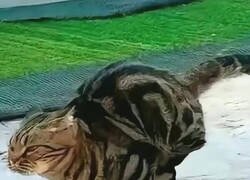 Enlace a A la mínima intentan escapar