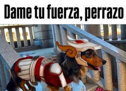 Enlace a Perros del Zodíaco