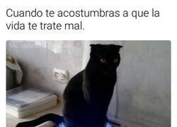 Enlace a Soy ese gato