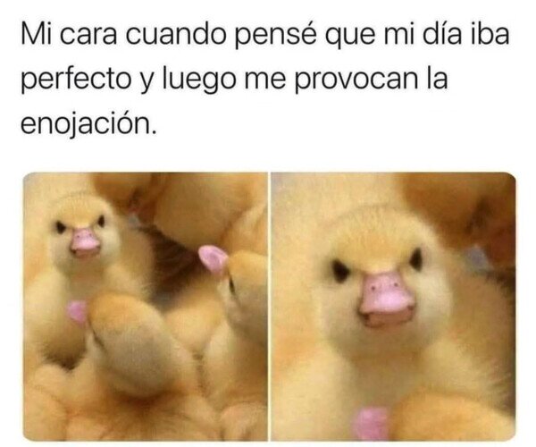 Otros - Pato cabreado