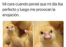 Enlace a Pato cabreado