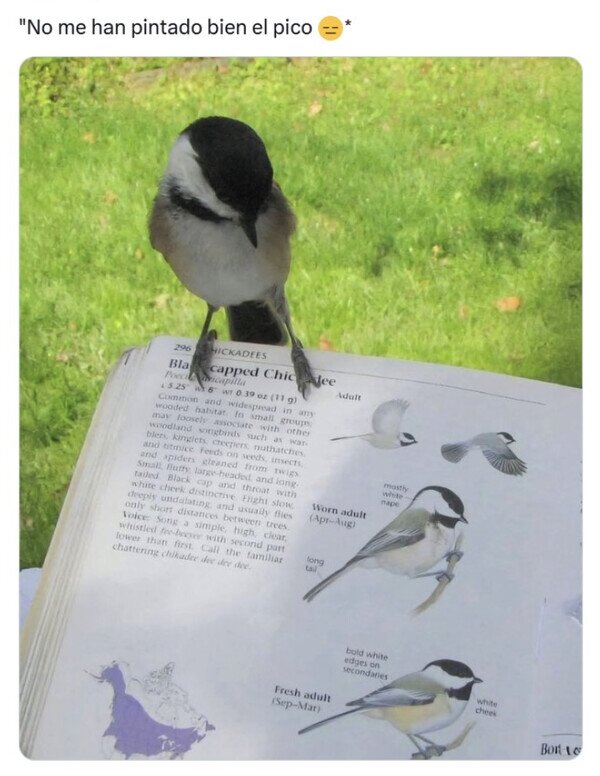 Meme_otros - ¡Menudos pájaros!