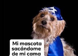 Enlace a Mi perro es pro Israel