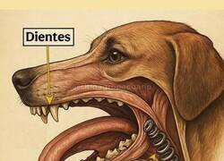 Enlace a Así funciona el hocico de un perro
