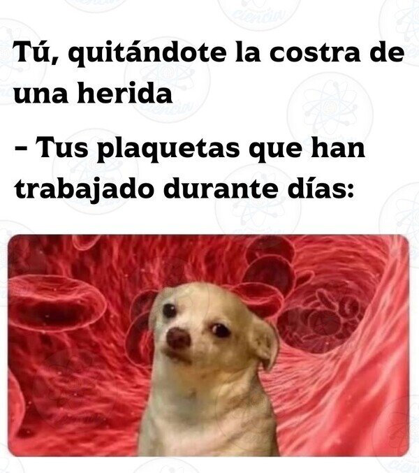 CC_2819340_2874d1e0f668400f8dd6245bfcd60805_otros_tanto_trabajo_para_nada_2.jpg
