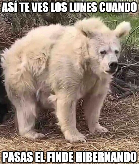 Meme_otros - Mini períodos de hibernación