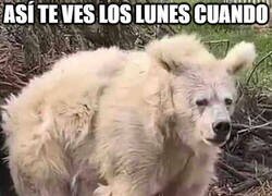 Enlace a Mini períodos de hibernación