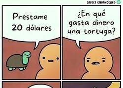 Enlace a Cosas de tortugas