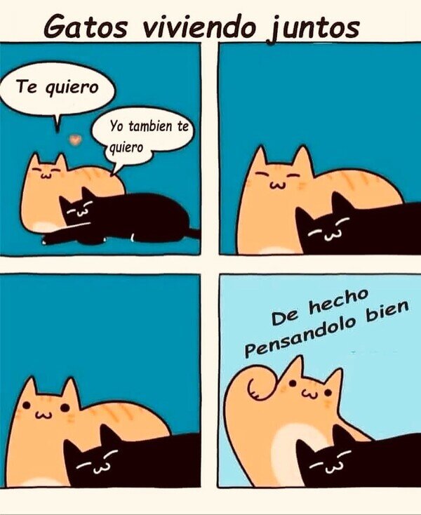 Otros - Cuando dos gatos conviven
