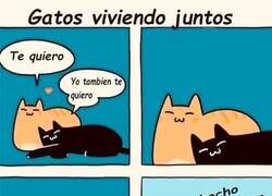Enlace a Cuando dos gatos conviven