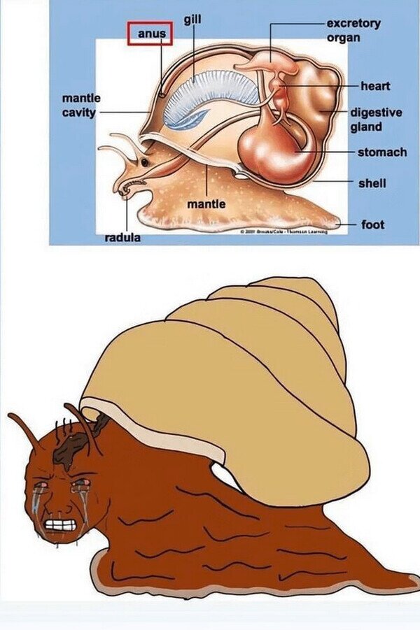 Meme_otros - Los caracoles están hechos así de raros
