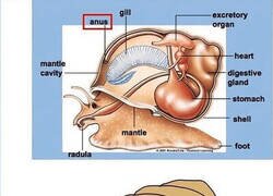 Enlace a Los caracoles están hechos así de raros