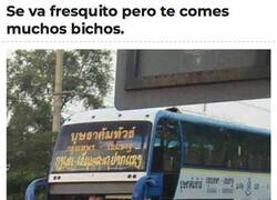 Enlace a Un bus sin morro