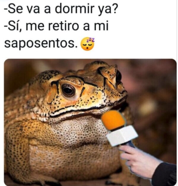 Meme_otros - Hasta mañana, rana