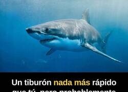 Enlace a La bicicleta dictará sentencia