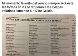 Enlace a Así llaman a las avispas velutinas en Galicia