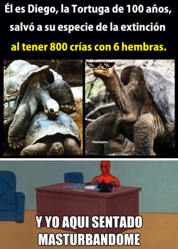 CC_2820680_cbe235fc0a56463b8af1b78968ade2f9_meme_otros_ojala_ser_esa_tortuga.jpg