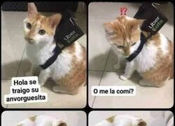Enlace a Por eso los michis no pueden trabajar de repartidor